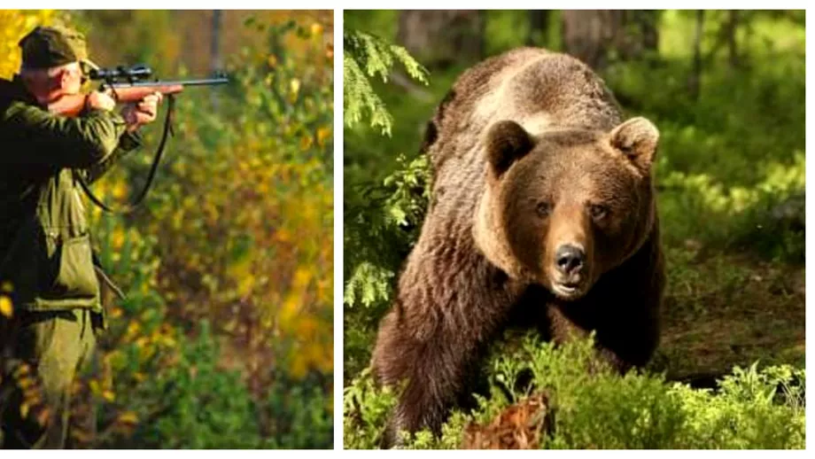 Romania tara derogarilor la vanatoarea de ursi Omul trebuie sa fie pe primul loc