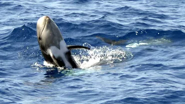 Ce se intampla in apele Marii Negre Zeci de delfini morti De vina ar fi razboiul din Ucraina