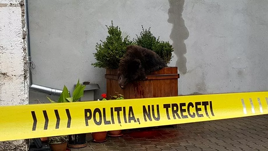 Un pui de urs ratacit a fost impuscat la Sibiu Vezi cum procedeaza tarile civilizate