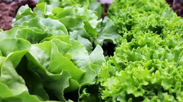 Adevarul despre salata verde pe care o cumparam de la supermarket Ce contine ea de fapt