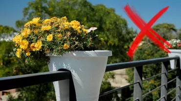 Plantele pe care nu trebuie sa le ai in balcon Multi romani sunt atrasi de frumusetea lor