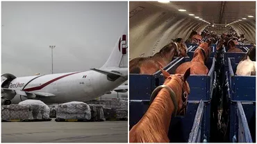 Incident aviatic neobisnuit Avion decolat din New York deturnat de un cal ce a facut animalul
