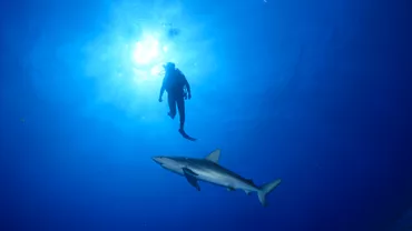 Femeie ucisa de rechin in apropiere de Hurghada Statiunea din Egipt este frecventata de multi romani