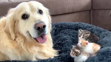 Un caine gelos pe pisici Filmarea cu un Golden Retriever a devenit virala