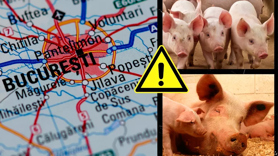 Focar de pesta porcina in Bucuresti In ce cartier au fost descoperite primele cazuri