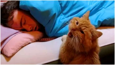 De ce te trezeste pisica ta foarte devreme dimineata Explicatia e surprinzatoare