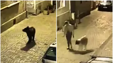 O femeie a fost urmarita de urs pe strazile din Brasov in timp ce isi plimba cainele Cum a scapat