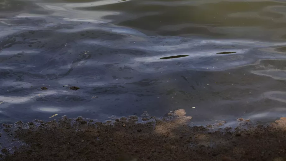Poluare masiva pe Lacul Baneasa din Bucuresti Garda de Mediu incearca sa identifice substanta care a otravit lacul
