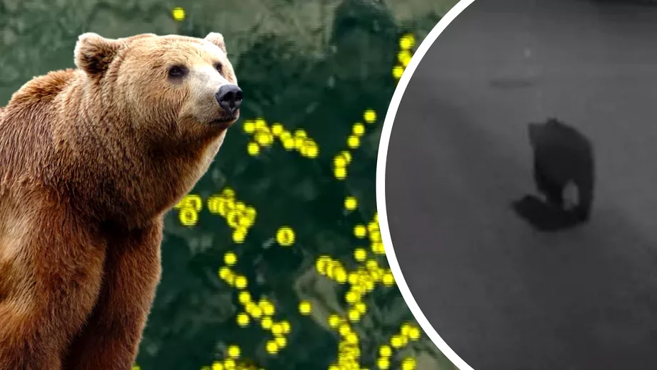Unde a ajuns ursul care a terorizat un cartier intreg din Targu Mures Relocat animalul sa plimbat initial prin toata tara Video