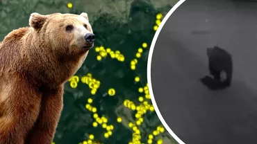 Unde a ajuns ursul care a terorizat un cartier întreg din Târgu Mureș! Relocat, animalul s-a plimbat inițial prin toată țara. Video