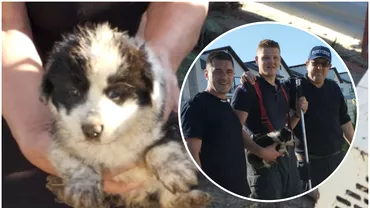 Povestea lui Bruno puiul de caine salvat dintro fosa septica de ISU Suceava Cine a decis sal adopte