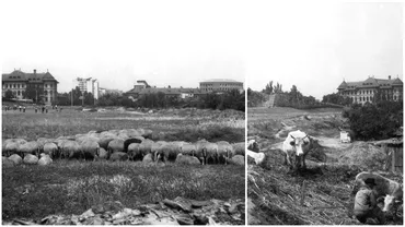 Imagini de senzatie cu oi si vaci la pascut in Parcul Tineretului Cat sa dezvoltat Bucurestiul intro jumatate de secol