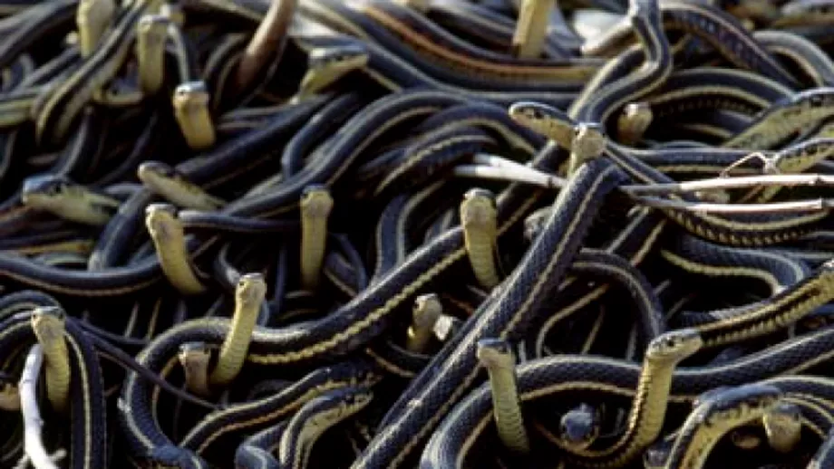 INSPAIMINTATOR Au gasit 50 de serpi in peretii casei