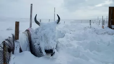 Cea mai rece iarna din ultimii 50 de ani in Mongolia Aproape 7 milioane de animale au murit pastorii sunt disperati
