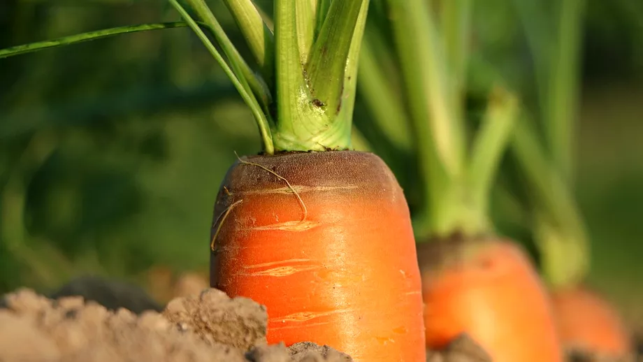Cel mai simplu ingrasamant pentru morcovii plantati in gradina ta Folosestel si vor creste spectaculos