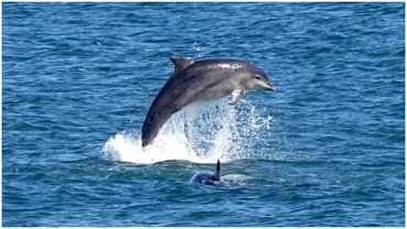 Delfinii au facut spectacol la malul Marii Negre Turistii incantati de surpriza si de vremea frumoasa Ne bucuram de acest timp si de mare