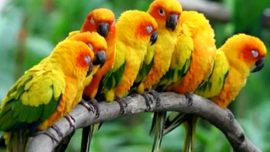VIDEO Papagali dependenti de droguri Fenomenul face ravagii in India Ce pericol prezinta pasarile