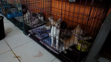 Peste 1000 de pisici salvate inainte de a ajunge la abator Urmau a fi vandute drept carne de porc sau oaie