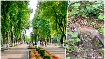 Animalul salbatic care a ajuns intrun parc din Romania Un barbat la intalnit si a avut un soc