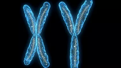 Sunt bărbații pe cale de dispariție? Studiu îngrijorător despre cromozomul Y, care determină...