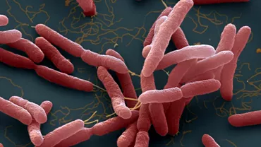 O bacterie foarte periculoasa depistata in SUA Boala pe care o provoaca a ajuns sa fie endemica in sudul tarii