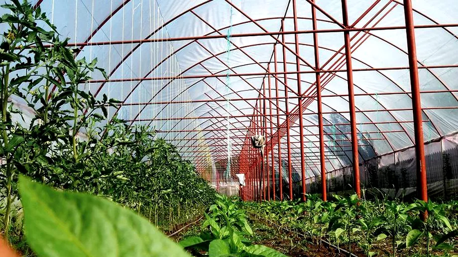 Drumul legumelor romanesti de la solar la piata Chinul fermierului afacerea samsarului