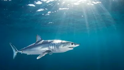 Românca ucisă în Egipt nu a avut nicio șansă în fața rechinului Mako....