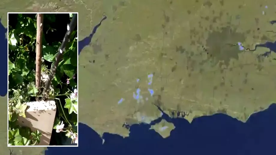 Invazie de furnici zburatoare in Anglia Insectele detectate de hartile meteo interactive  Video