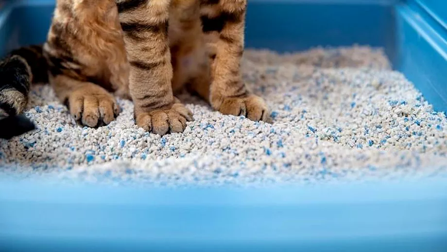 Unde sa nu arunci niciodata nisipul din litiera pisicii tale Te expui la un mare pericol