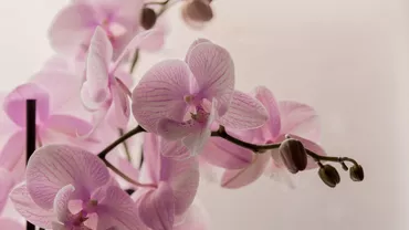 Asa o sa ai orhidee inflorite tot anul Ingredientul banal care trebuie adaugat in in fiecare luna Este un secret al florarilor batrani