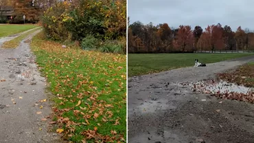 Sia scos cainele la plimbare dar a facut o descoperire socanta in iarba Imaginile postate de o femeie au devenit virale pe internet