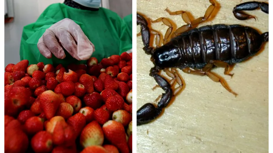 Caz bizar la Constanta Angajata unui supermarket intepata de un scorpion Cum a fost posibil