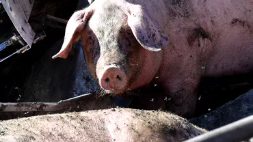 Si porcii ar putea fi vaccinati obligatoriu Reactia crescatorilor de animale dupa aparitia bolii care face ravagii in fermele din Romania