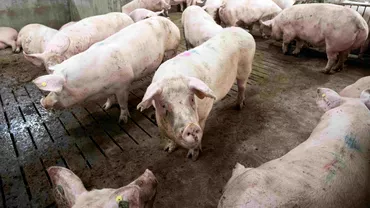 Comuna din Romania unde se va construi cea mai mare ferma de porci din Europa Investitia e 100 romaneasca