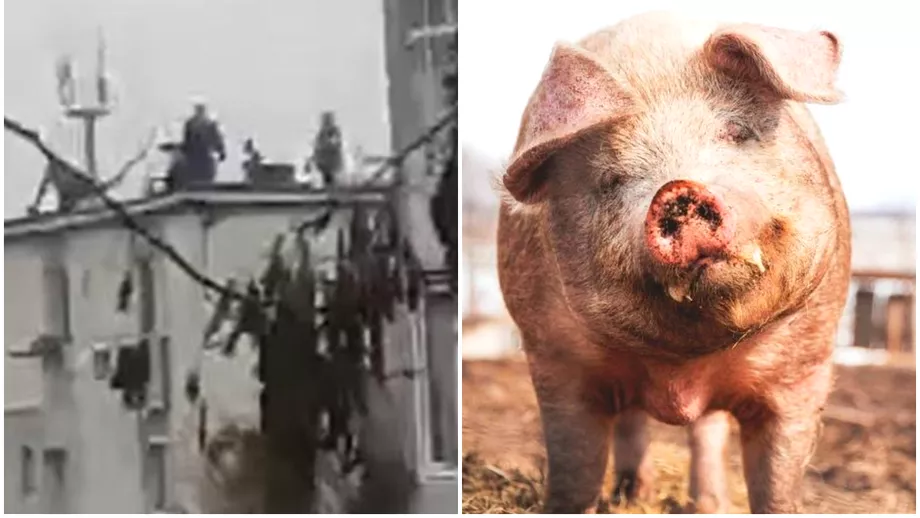 Au taiat porcul pe bloc si lau parjolit In ce oras din Romania sa petrecut scena incredibila