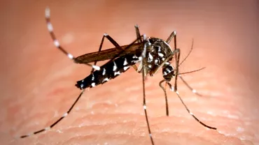 Cat de aproape este Europa de epidemia cauzata de virusul Zika Atentie la tantarul tigru asiatic