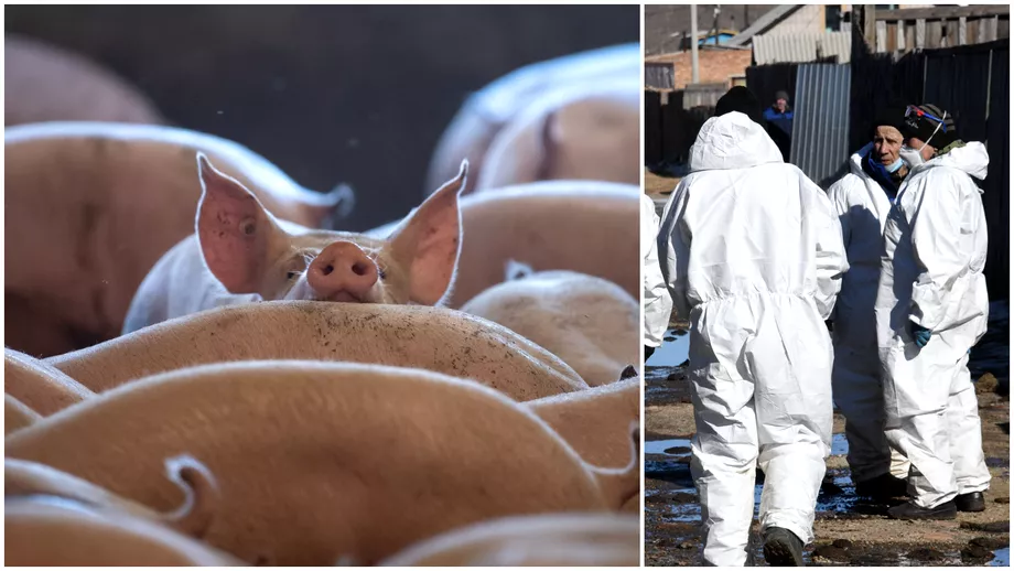 Corpul de Control concluzii socante dupa vizita la ANSVSA Un caz de pesta porcina africana masluit cu probe false la Calarasi