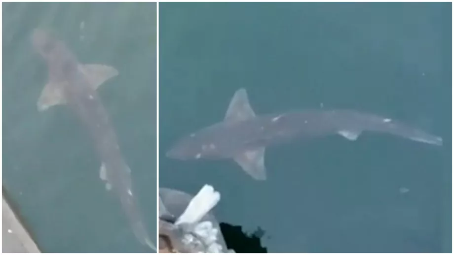 Un rechin a ajuns in Portul Constanta Cat de periculoasa este specia care traieste in Marea Neagra