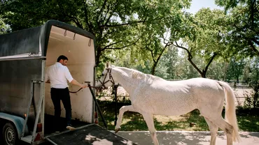 Cine la adoptat pe Sarlatan calul in varsta de 18 ani al Jandarmeriei Foarte multi copii se vor bucura