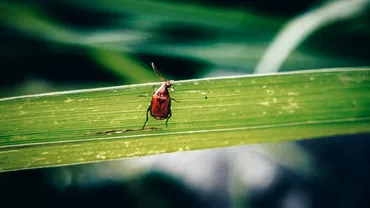 Cum poti salva plantele atacate de insecte Trucul natural care te scapa de aceasta problema