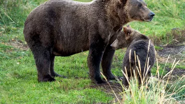Satul din Romania care sa umplut de ursi Niciun om nu mai iese pe strada la lasarea intunericului