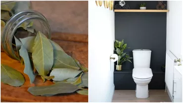 De ce se pun frunze de dafin in toaleta Pontul pe care trebuie sal cunoasca toate gospodinele