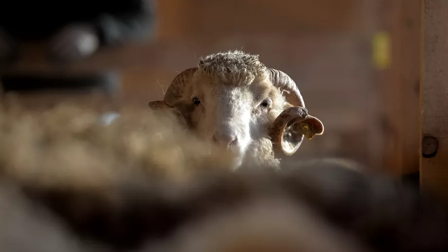 Salariu de cioban peste ofertele corporatiilor din Bucuresti Cati bani se dau pentru a urca oile la munte