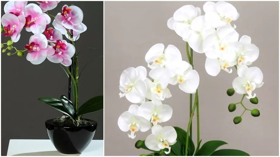 Cum se ingrijeste corect orhideea Trucuri eficiente ca sa ai o floare superba