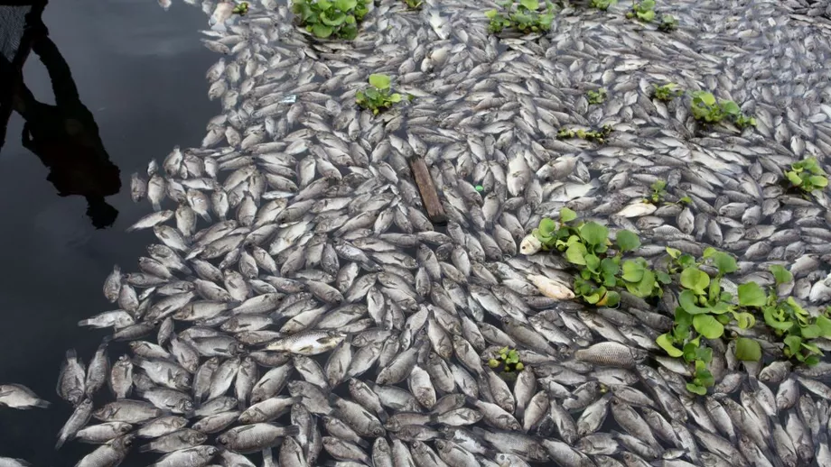 Compania care a provocat un dezastru ecologic in Alba trimisa in judecata 40 de tone de pesti au murit