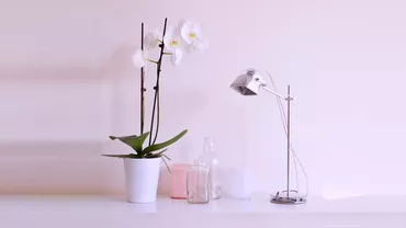 De ce nu infloreste orhideea 5 mari greseli pe care multi le fac cand ingrijesc planta