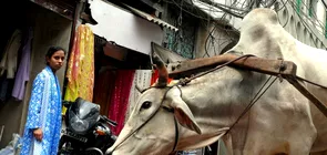 Motivul pentru care vaca este considerata un animal sacru in India Adevaratele secrete din spatele hindusilor