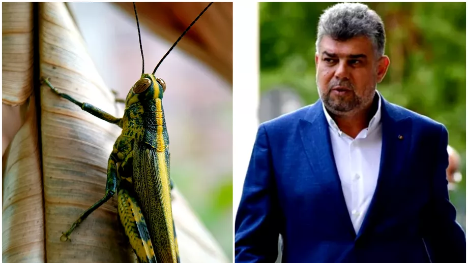 Marcel Ciolacu cere interzicerea fainii din insecte Liderul PSD mesaj transant Asa cum au facut si alte tari europene la fel trebuie sa facem si noi