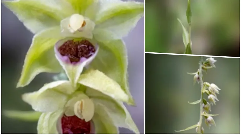 Floarea superba disparuta din Romania care a fost redescoperita recent In ce loc o pot admira turistii