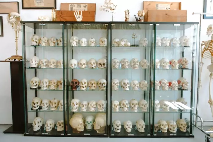 Colecția de cranii a lui Jon Pichaya Ferry